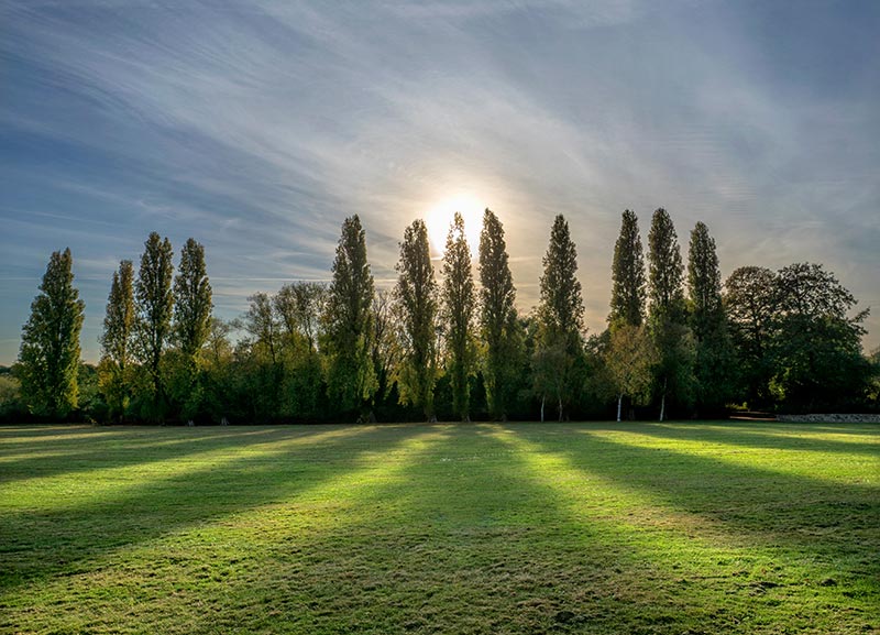 Peupliers dans le paysage français